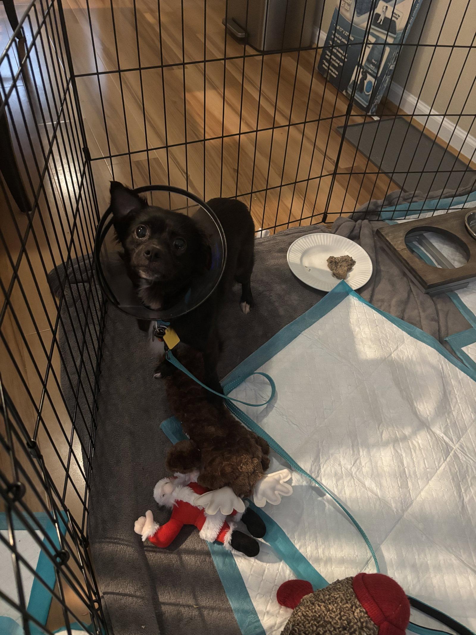 Enlarge Raven, a Adoptable Chihuahua in Norfolk, VA image 1/3