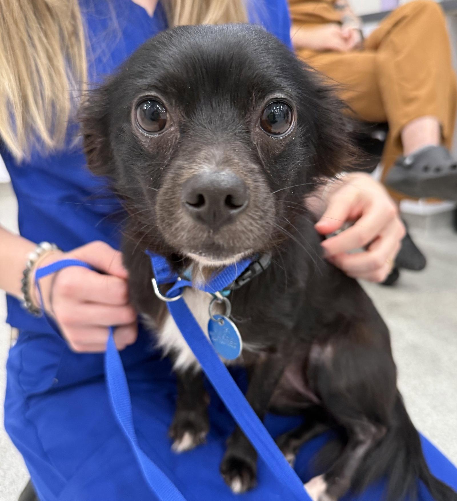 Enlarge Raven, a Adoptable Chihuahua in Norfolk, VA image 3/3