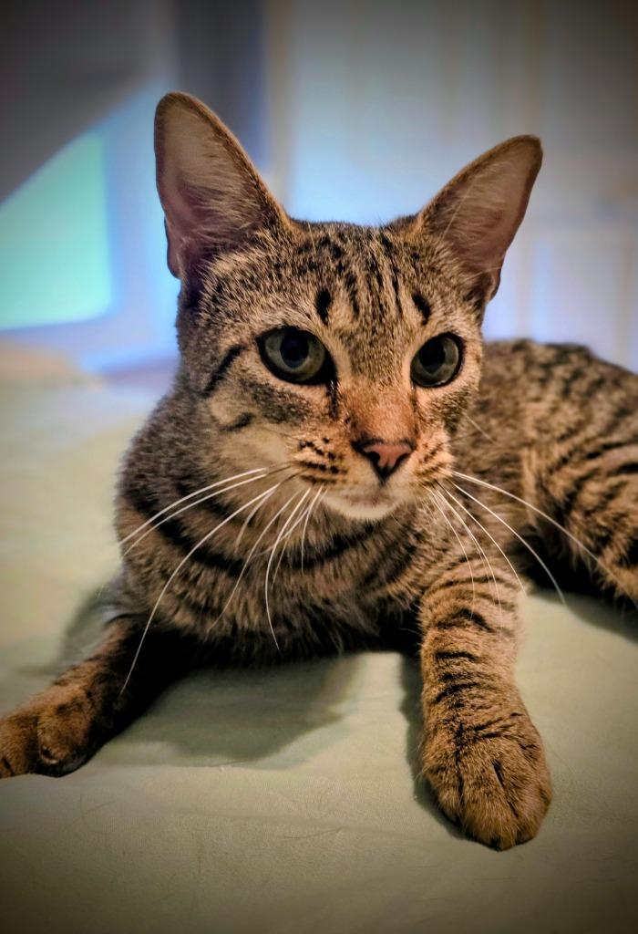 Enlarge Coral, a Adopted Domestic Short Hair in Fort Myers, FL image 1/1