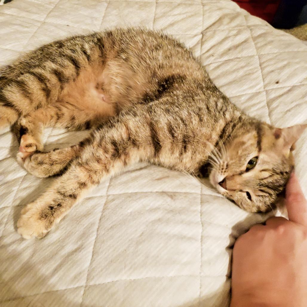 Nala, Adoptable, Adult Female Domestic Short Hair.