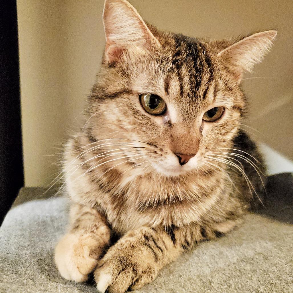 Enlarge Nala, a Adoptable Domestic Short Hair in La Grange, KY image 2/3