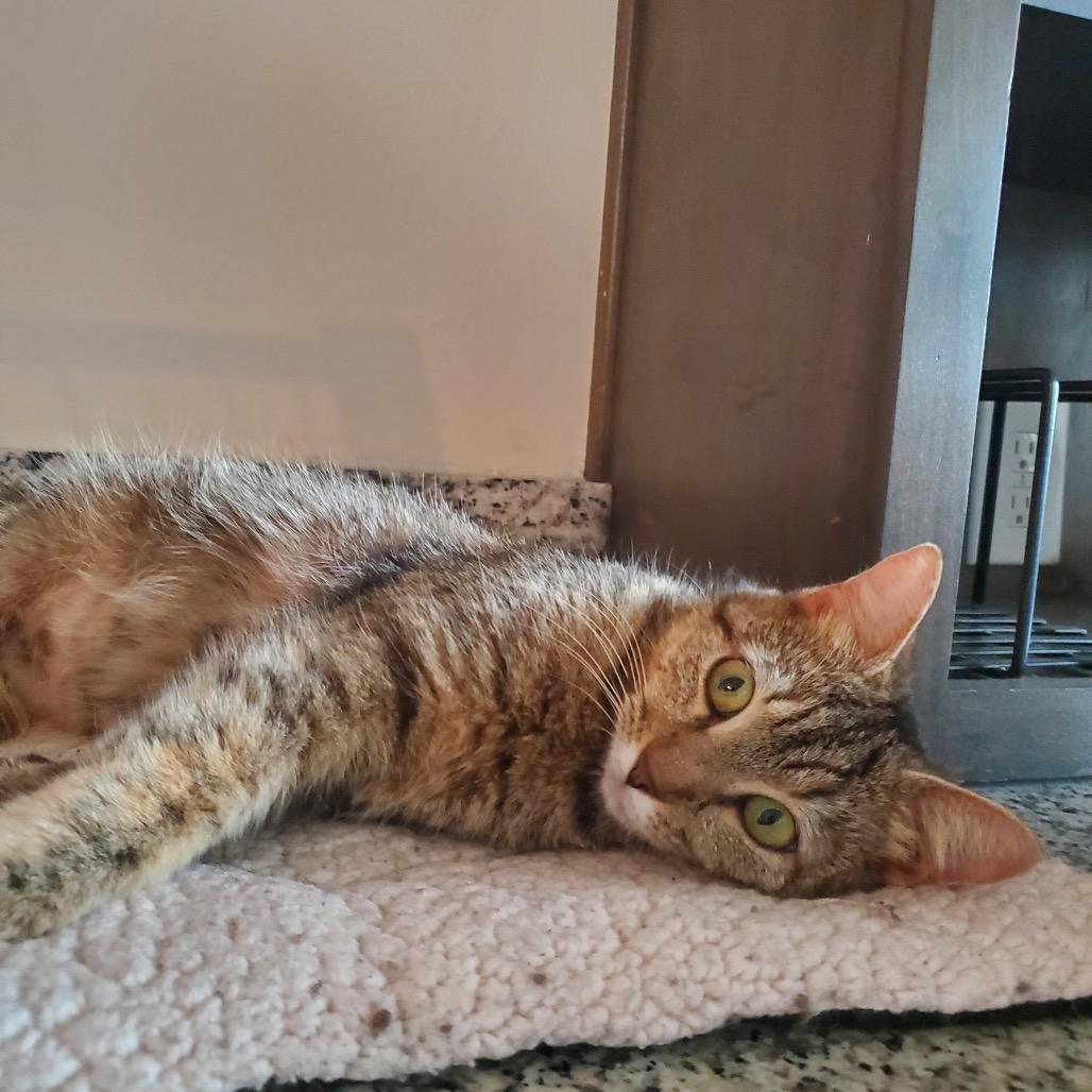 Enlarge Nala, a Adoptable Domestic Short Hair in La Grange, KY image 3/3