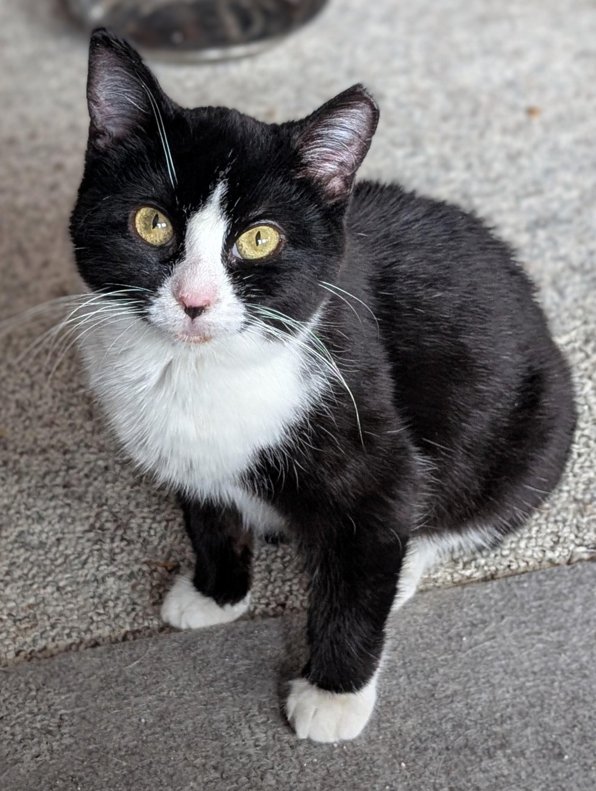 Enlarge Lola, an adopted Domestic Short Hair in Johnsburg, IL image 4/5