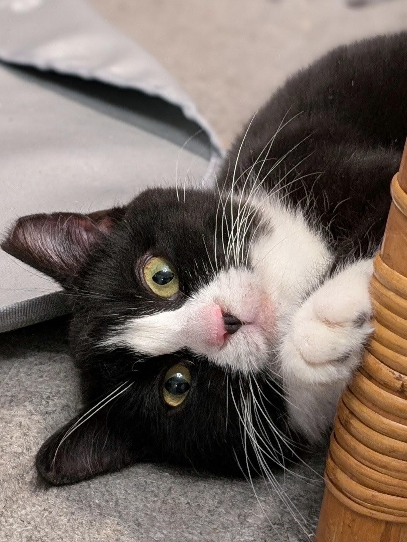 Lola, adopted, Young Female Domestic Short Hair.