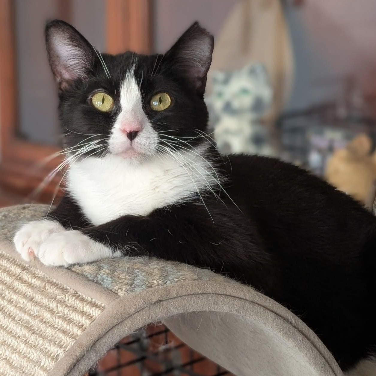 Enlarge Lola, an adopted Domestic Short Hair in Johnsburg, IL image 2/5