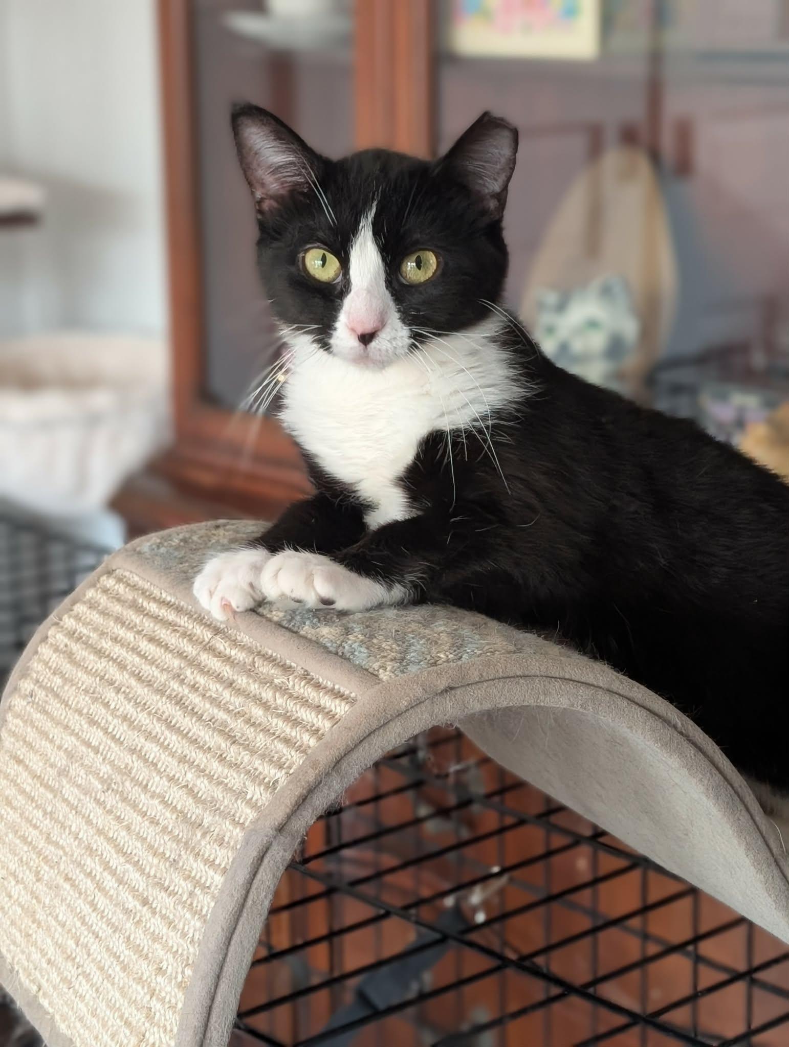 Enlarge Lola, an adopted Domestic Short Hair in Johnsburg, IL image 5/5