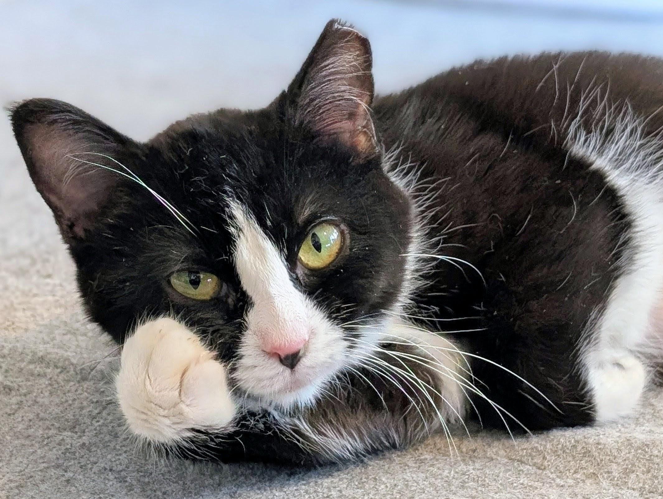 Enlarge Lola, an adopted Domestic Short Hair in Johnsburg, IL image 3/5