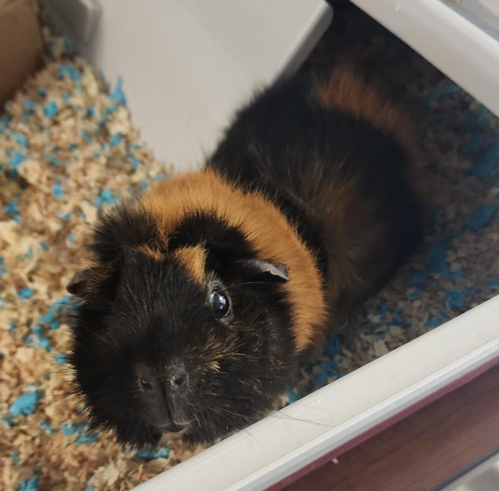 Darla, Adoptable, Young Female Guinea Pig.