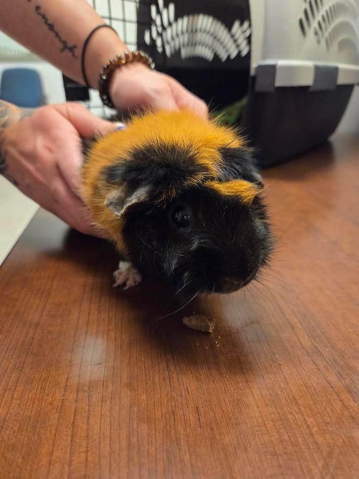Darla, a Adoptable Guinea Pig in Superior, WI image 2/2