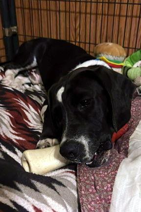 MELVIN, Adoptable, Young Male Basset Hound.