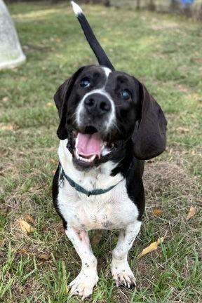 Enlarge MELVIN, a Adoptable Basset Hound in Mays Landing, NJ image 3/3
