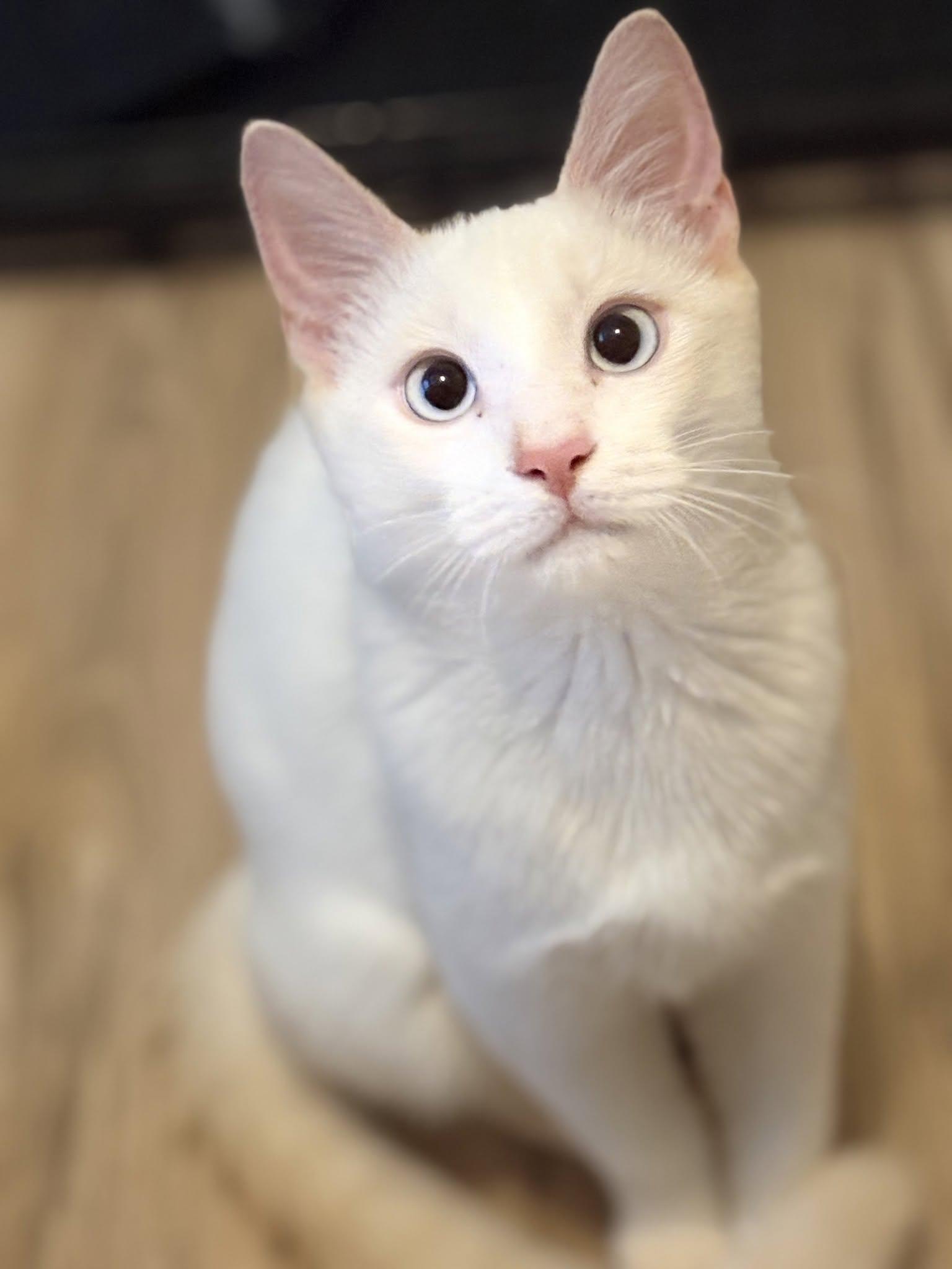 GEORGE, Adopted, Kitten Male Siamese.