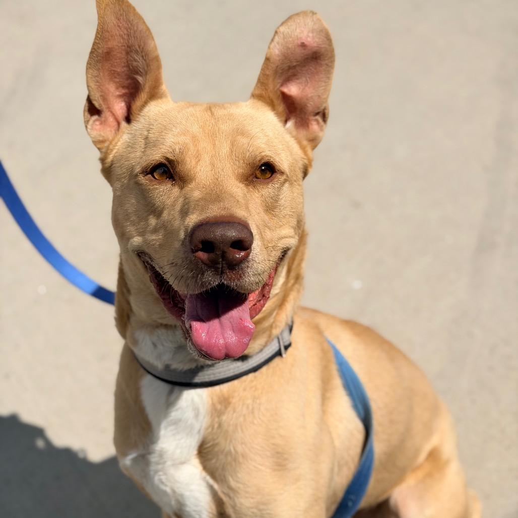 Enlarge Charlie, a Adoptable mixed breed in Champaign, IL image 2/6