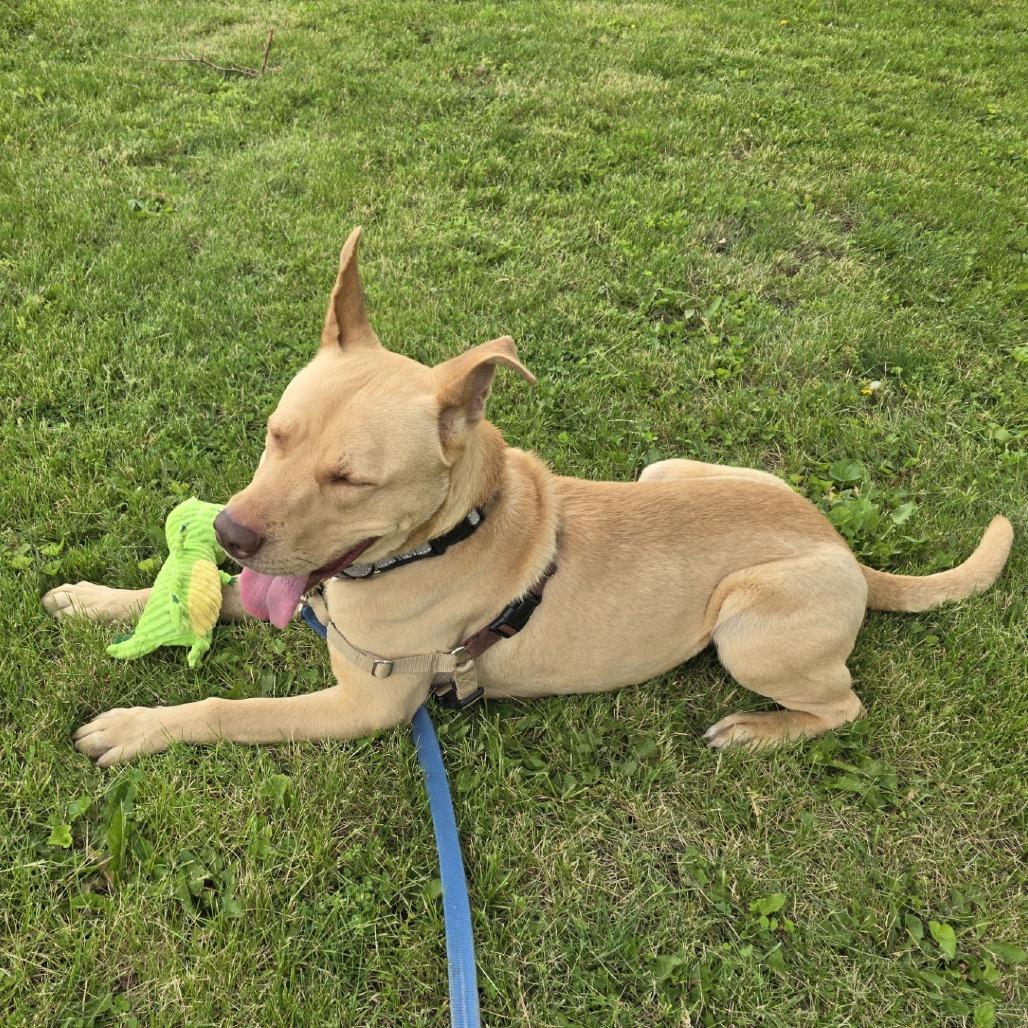 Enlarge Charlie, a Adoptable mixed breed in Champaign, IL image 3/6