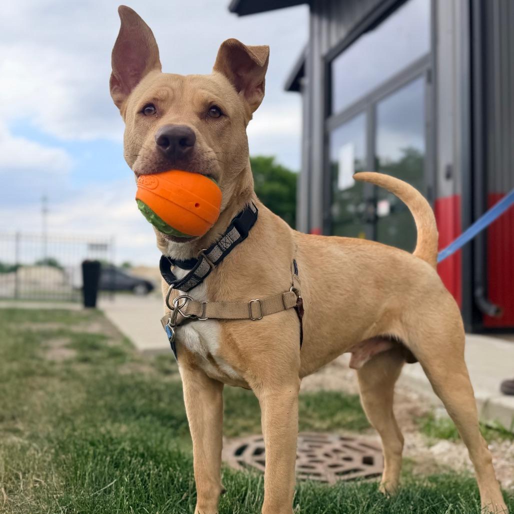 Enlarge Charlie, a Adoptable mixed breed in Champaign, IL image 4/6