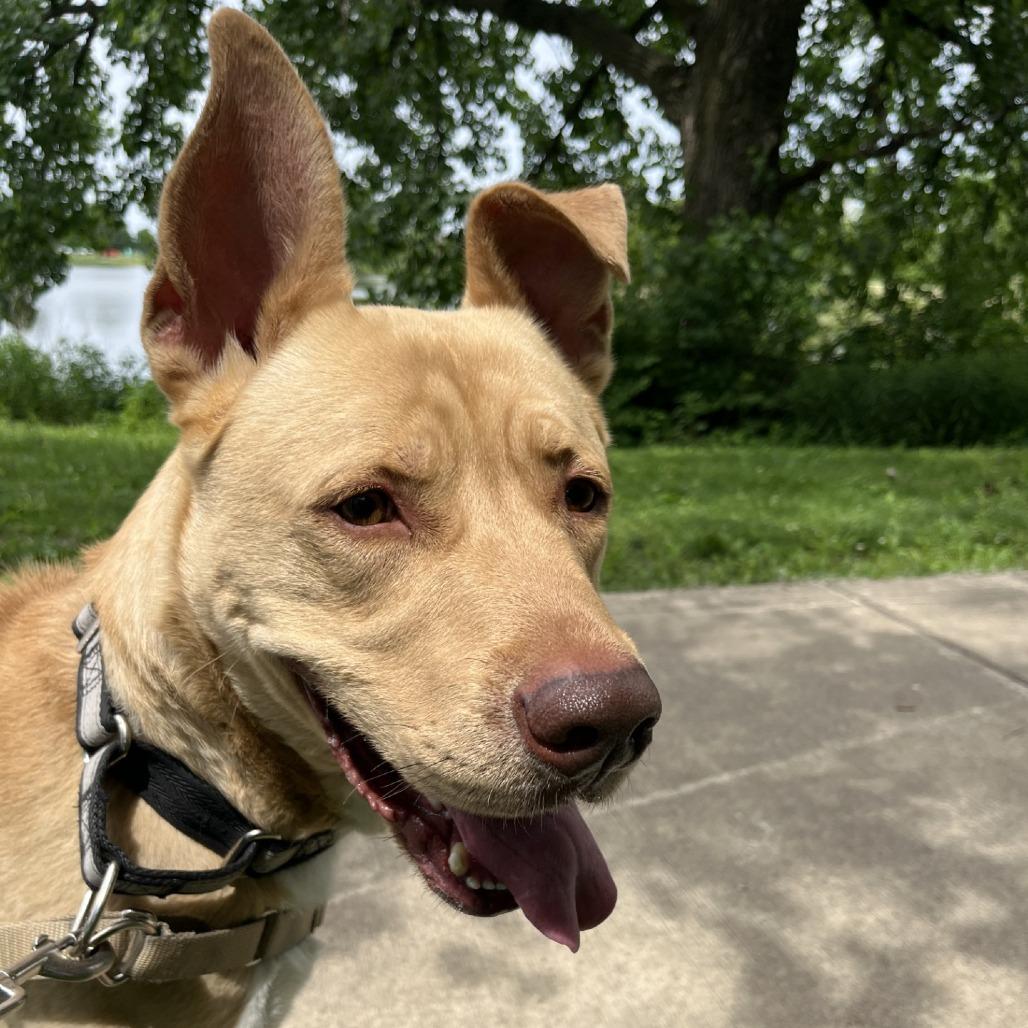 Enlarge Charlie, a Adoptable mixed breed in Champaign, IL image 6/6