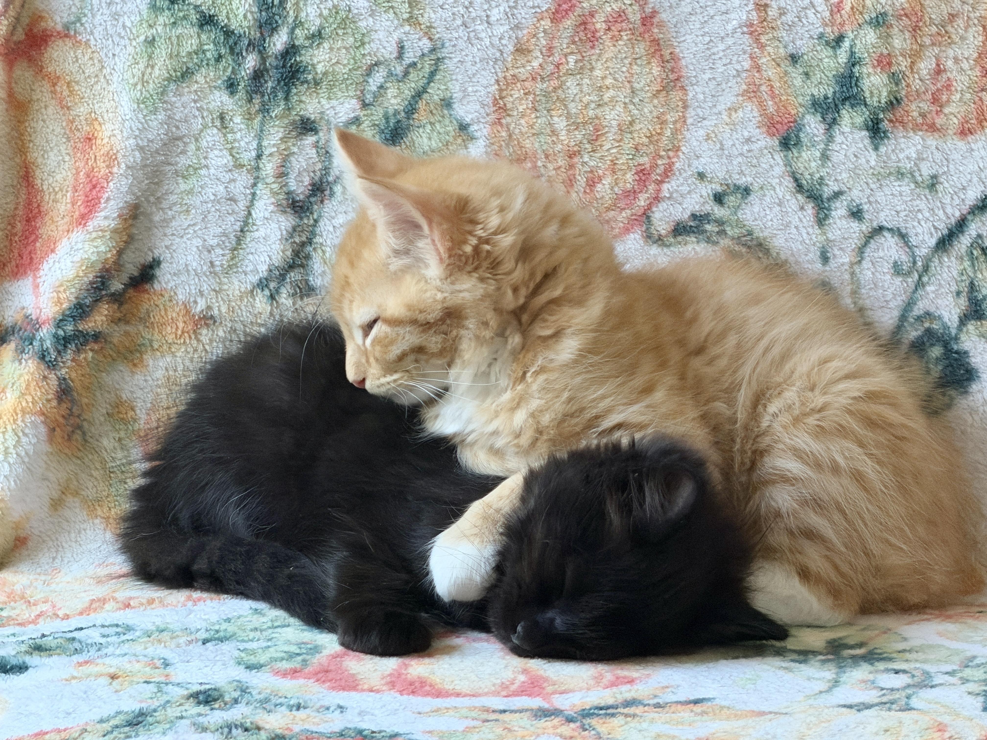 Enlarge Peaches, a Adoptable Domestic Medium Hair in Gilroy, CA image 3/4
