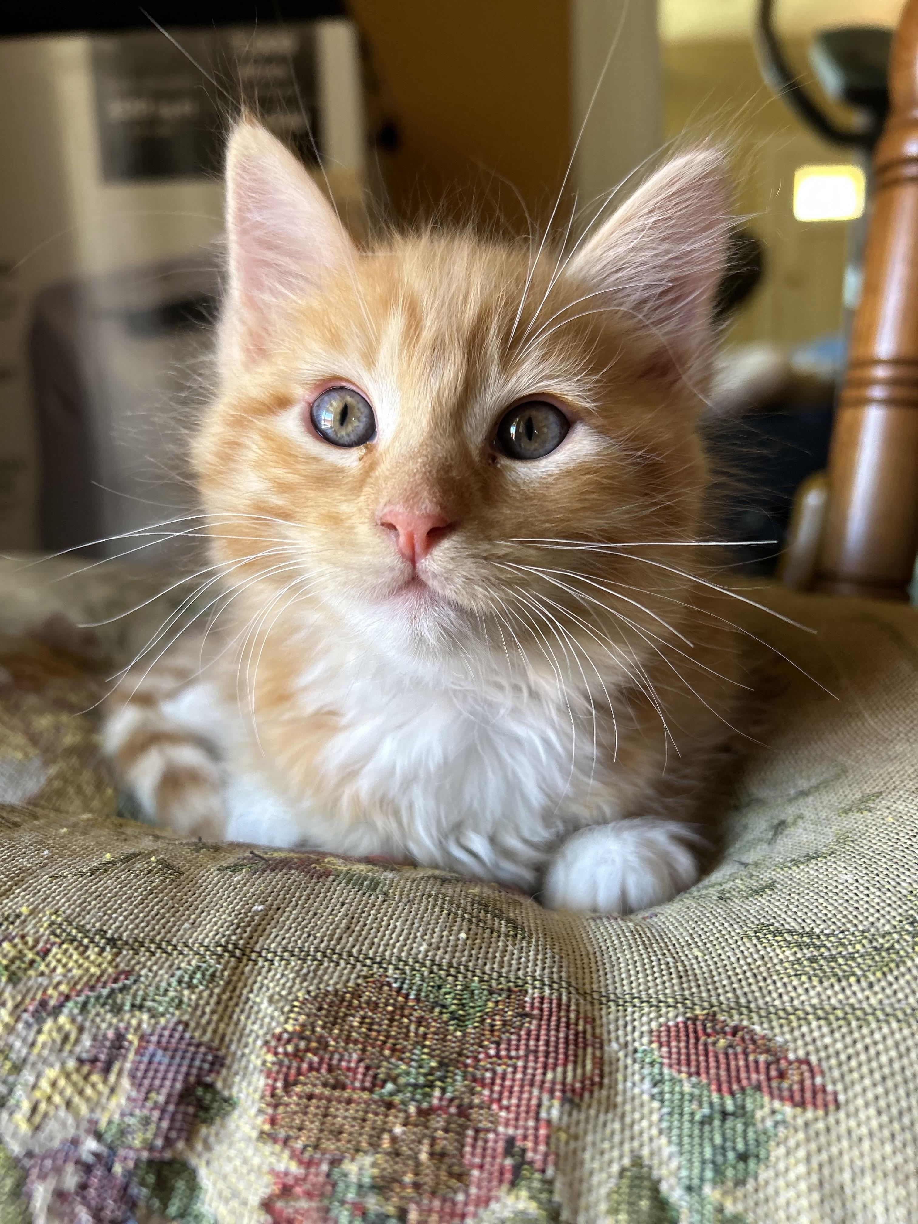 Peaches, Adoptable, Kitten Male Domestic Medium Hair.
