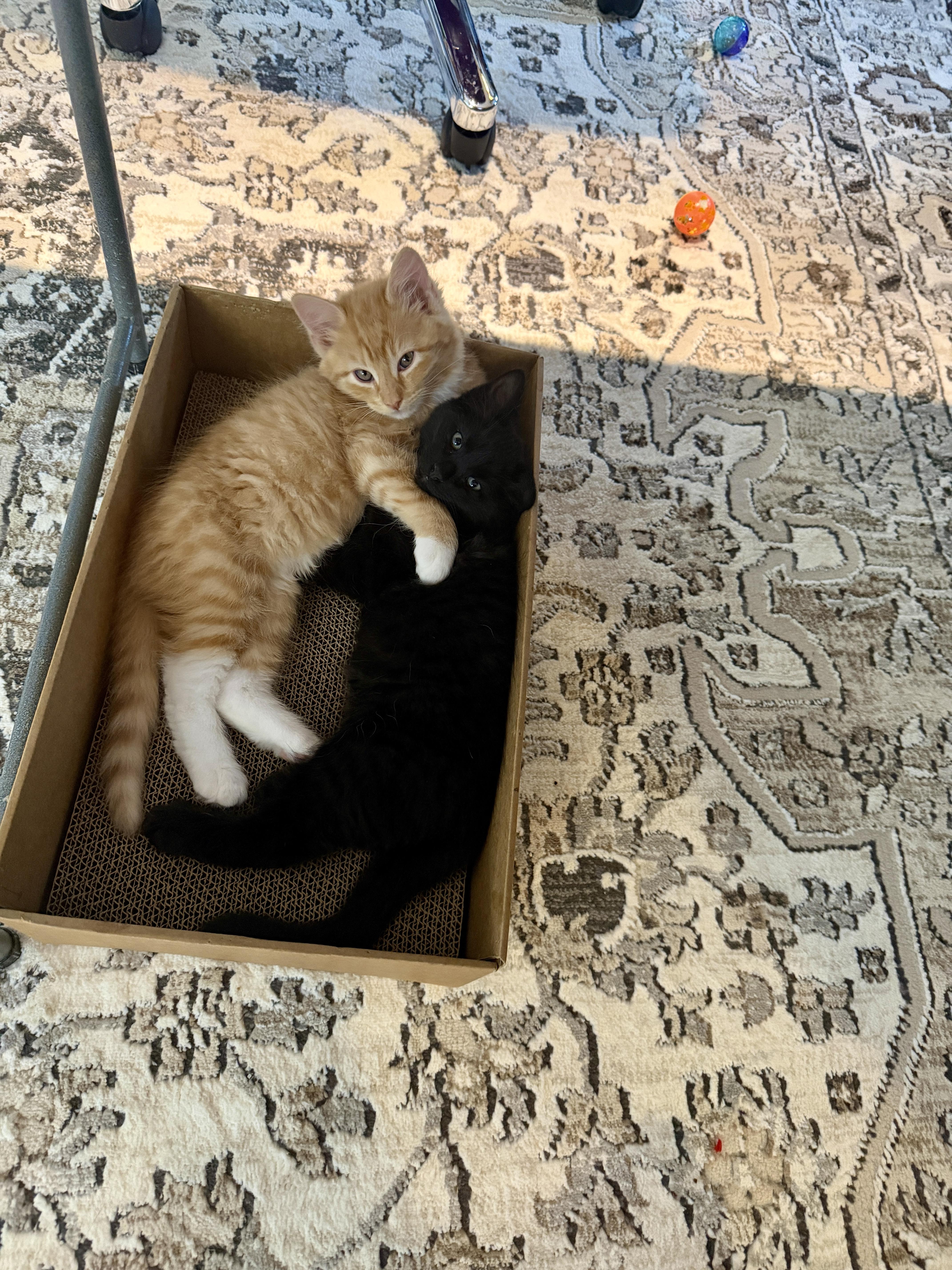Enlarge Peaches, a Adoptable Domestic Medium Hair in Gilroy, CA image 4/4