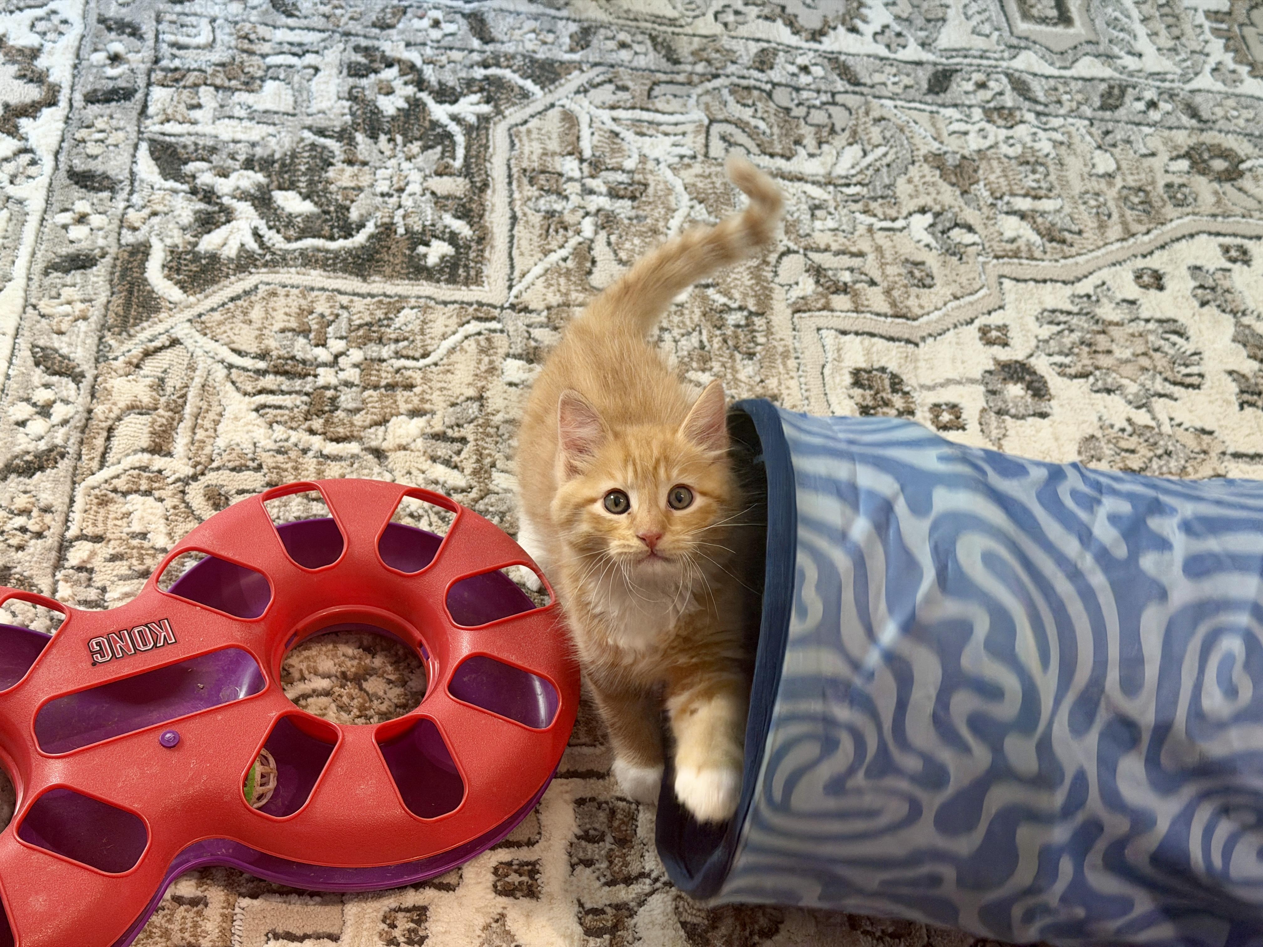 Enlarge Peaches, a Adoptable Domestic Medium Hair in Gilroy, CA image 2/4