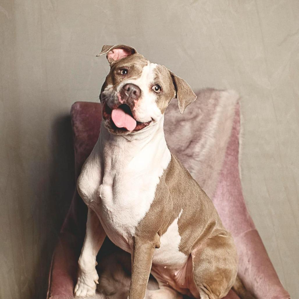 Enlarge Remy, a Adoptable American Staffordshire Terrier in Lompoc, CA image 1/6