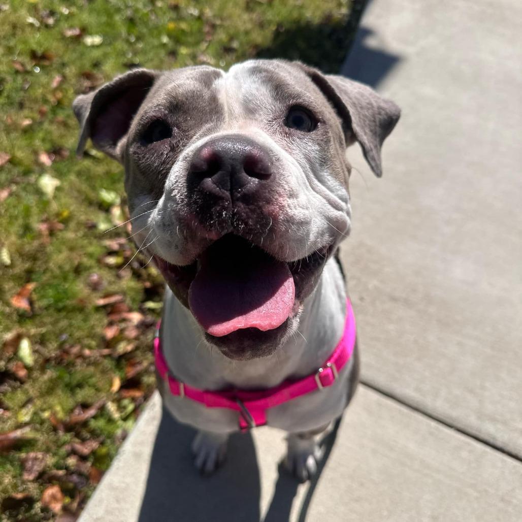 Enlarge Remy, a Adoptable American Staffordshire Terrier in Lompoc, CA image 2/6