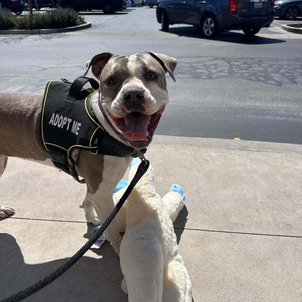 Enlarge Remy, a Adoptable American Staffordshire Terrier in Lompoc, CA image 3/6