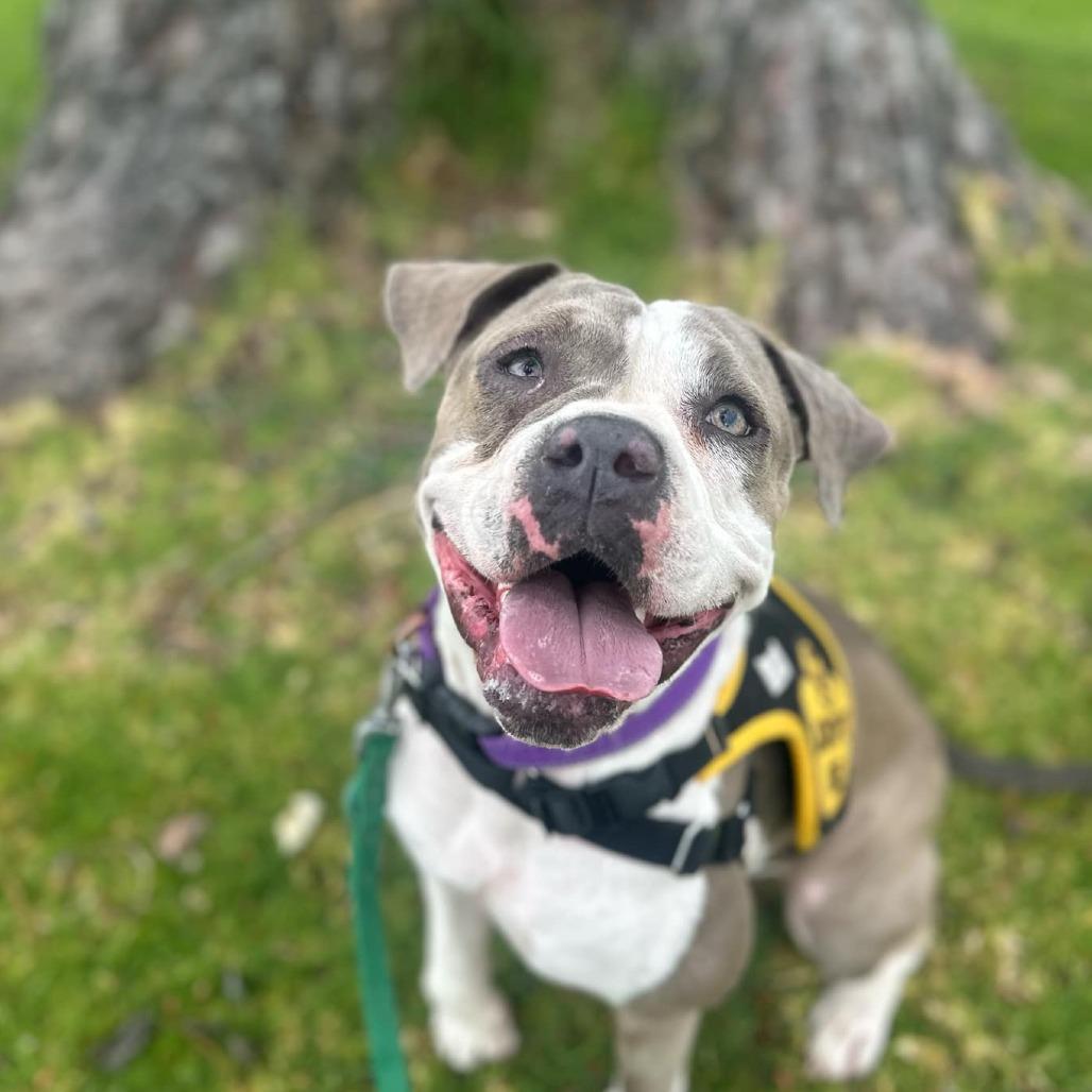 Enlarge Remy, a Adoptable American Staffordshire Terrier in Lompoc, CA image 4/6