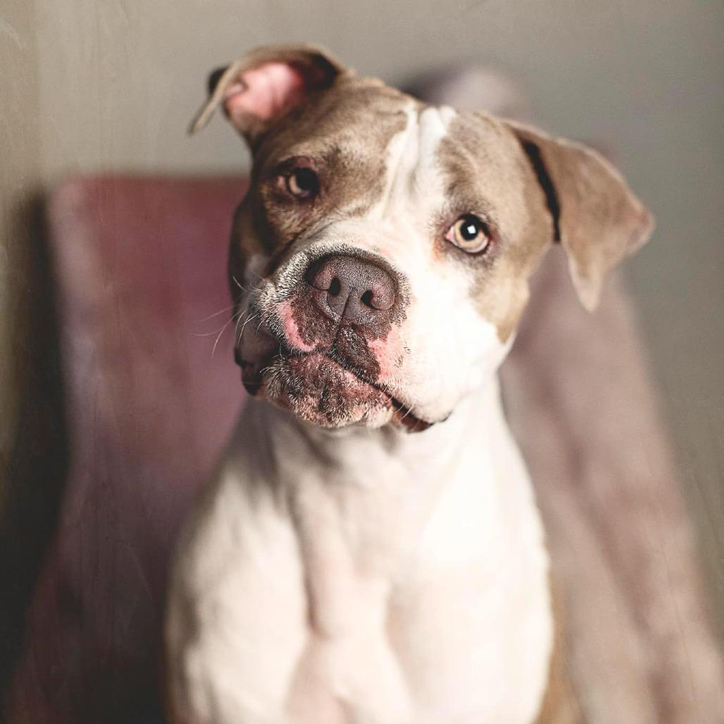 Enlarge Remy, a Adoptable American Staffordshire Terrier in Lompoc, CA image 5/6
