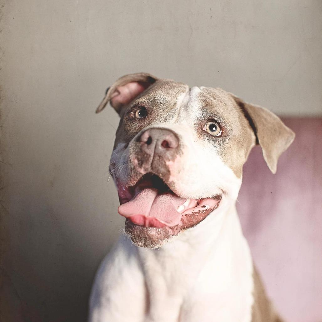 Enlarge Remy, a Adoptable American Staffordshire Terrier in Lompoc, CA image 6/6