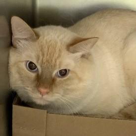 Skala @ Coffee and the Cats