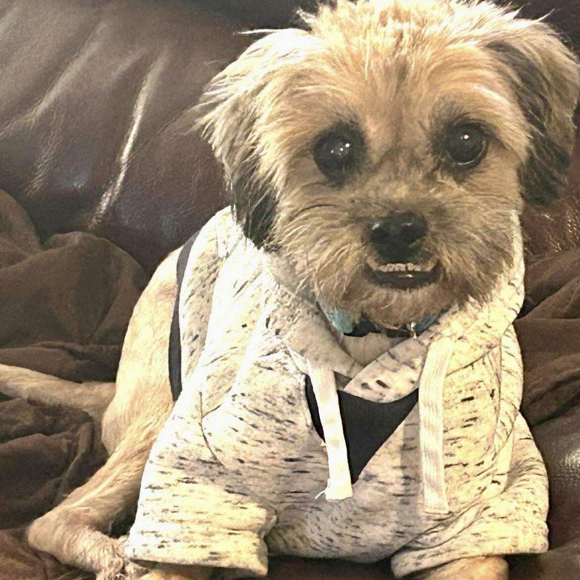 Widget, Adoptable, Adult Male Shih Tzu & Yorkshire Terrier.