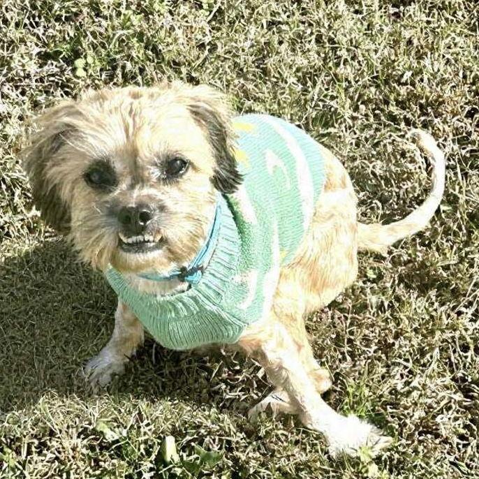 Enlarge Widget, a Adoptable mixed breed in Charlotte, NC image 2/3