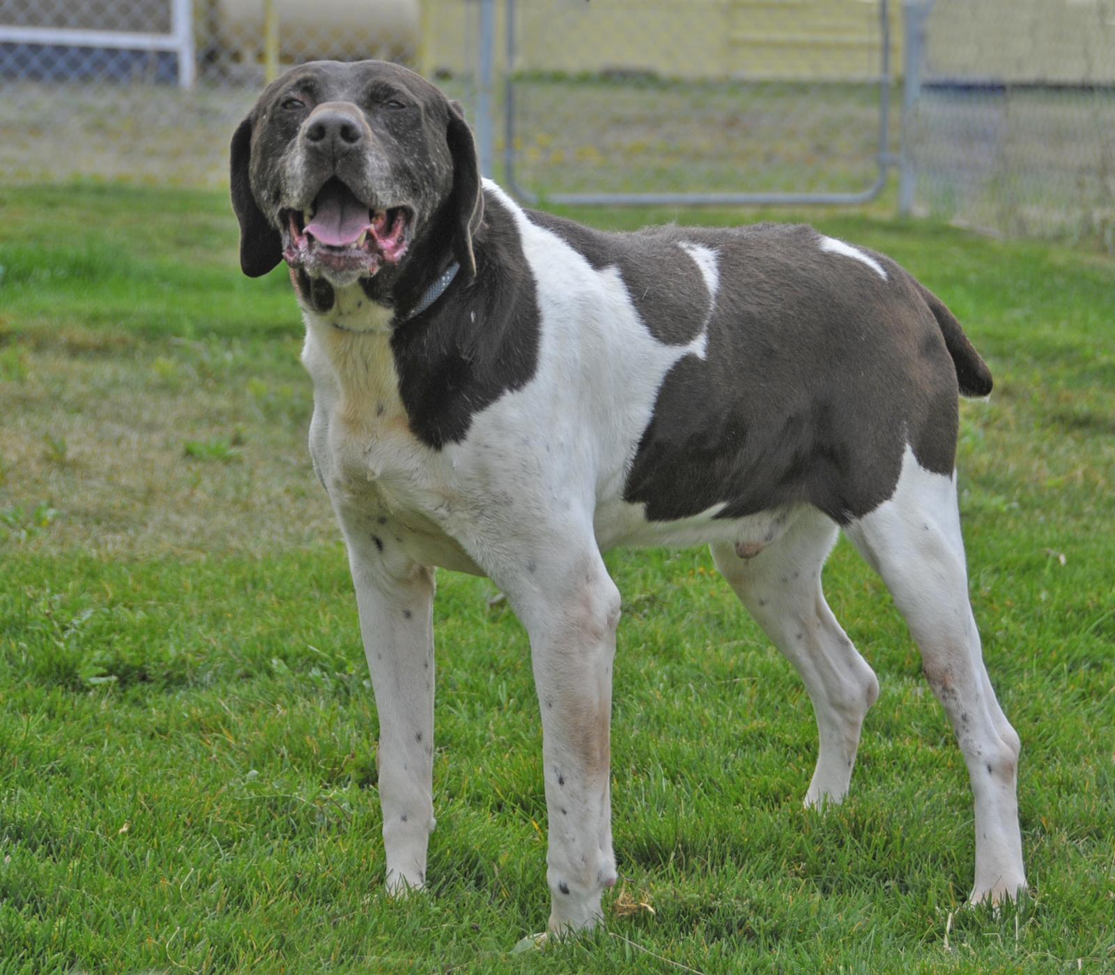 Enlarge Whiskey, a Adoptable German Shorthaired Pointer in Springerville, AZ image 1/1