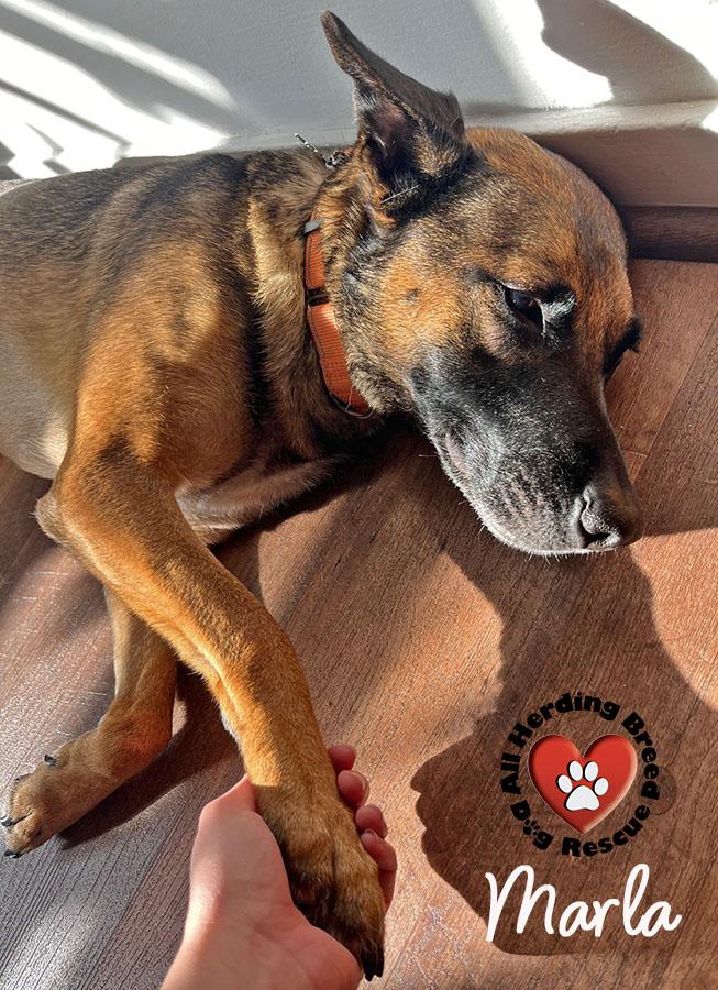 Marla, Adoptable, Adult Female German Shepherd Dog.