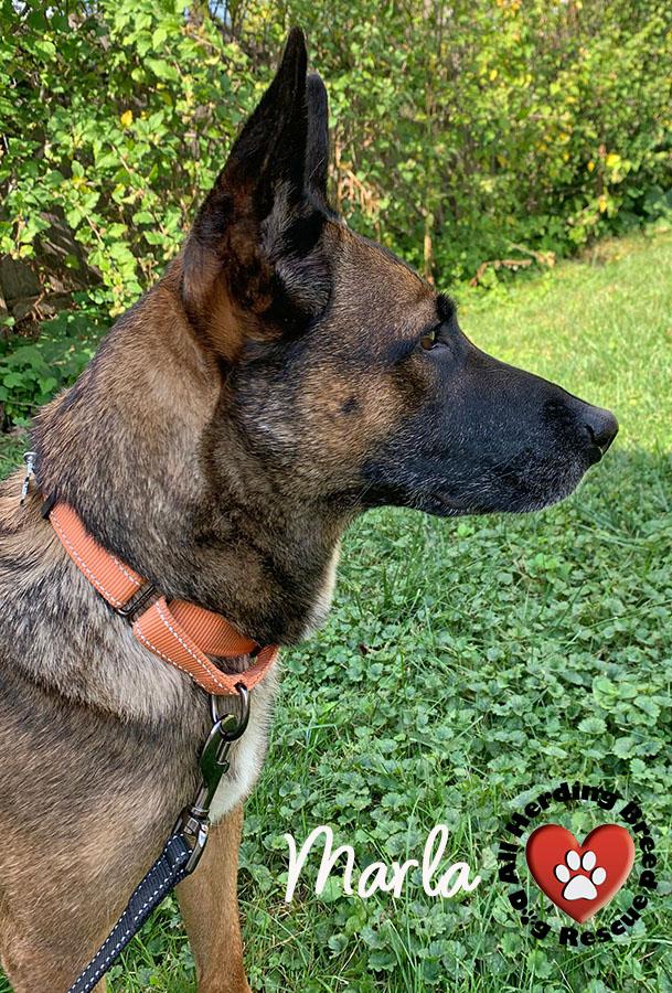 Marla, a Adoptable mixed breed in Joliet, IL image 2/6