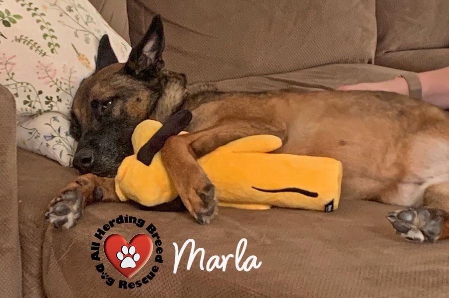 Marla, a Adoptable mixed breed in Joliet, IL image 3/6