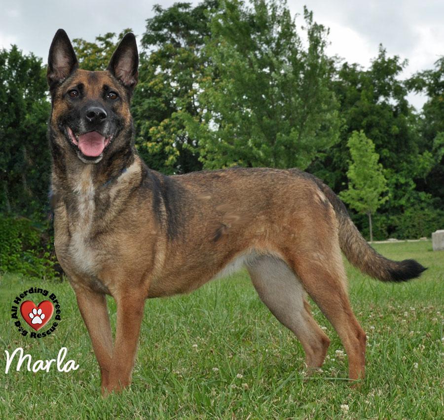 Marla photo 4