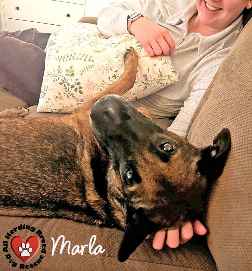 Marla, a Adoptable mixed breed in Joliet, IL image 4/6