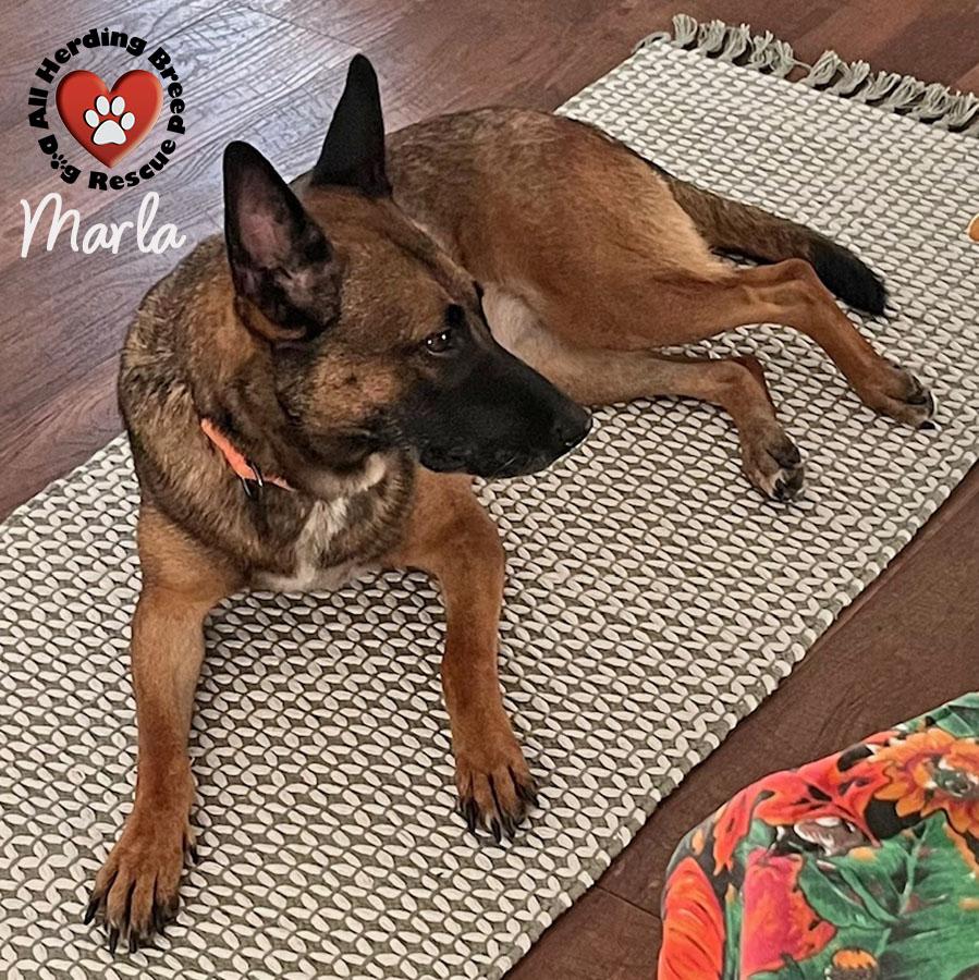 Marla, a Adoptable mixed breed in Joliet, IL image 5/6