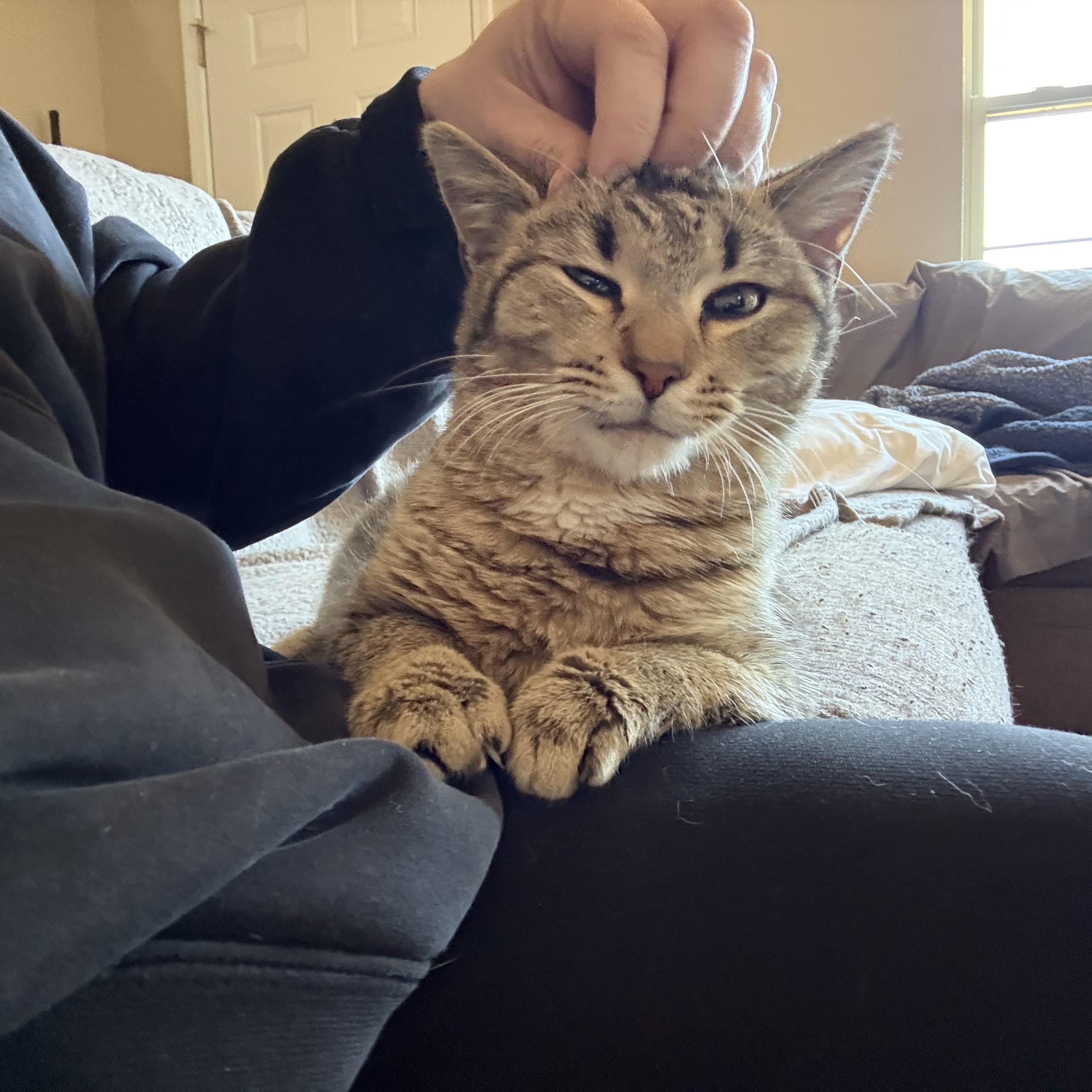 Abercrombie (Abbie), adopted, Adult Male Domestic Medium Hair.