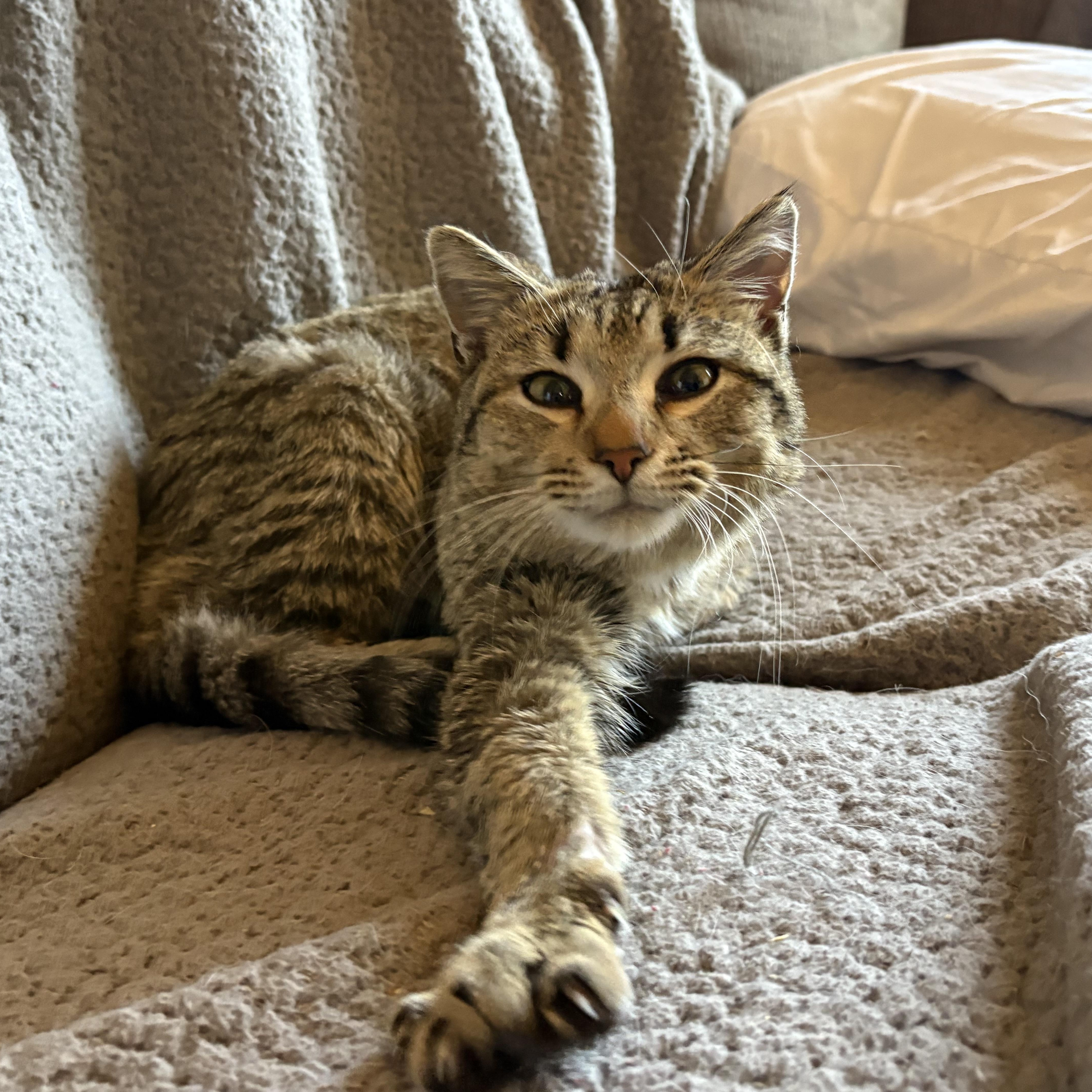 Enlarge Abercrombie (Abbie), a ADOPTABLE Domestic Medium Hair in Colcord, OK image 1/6