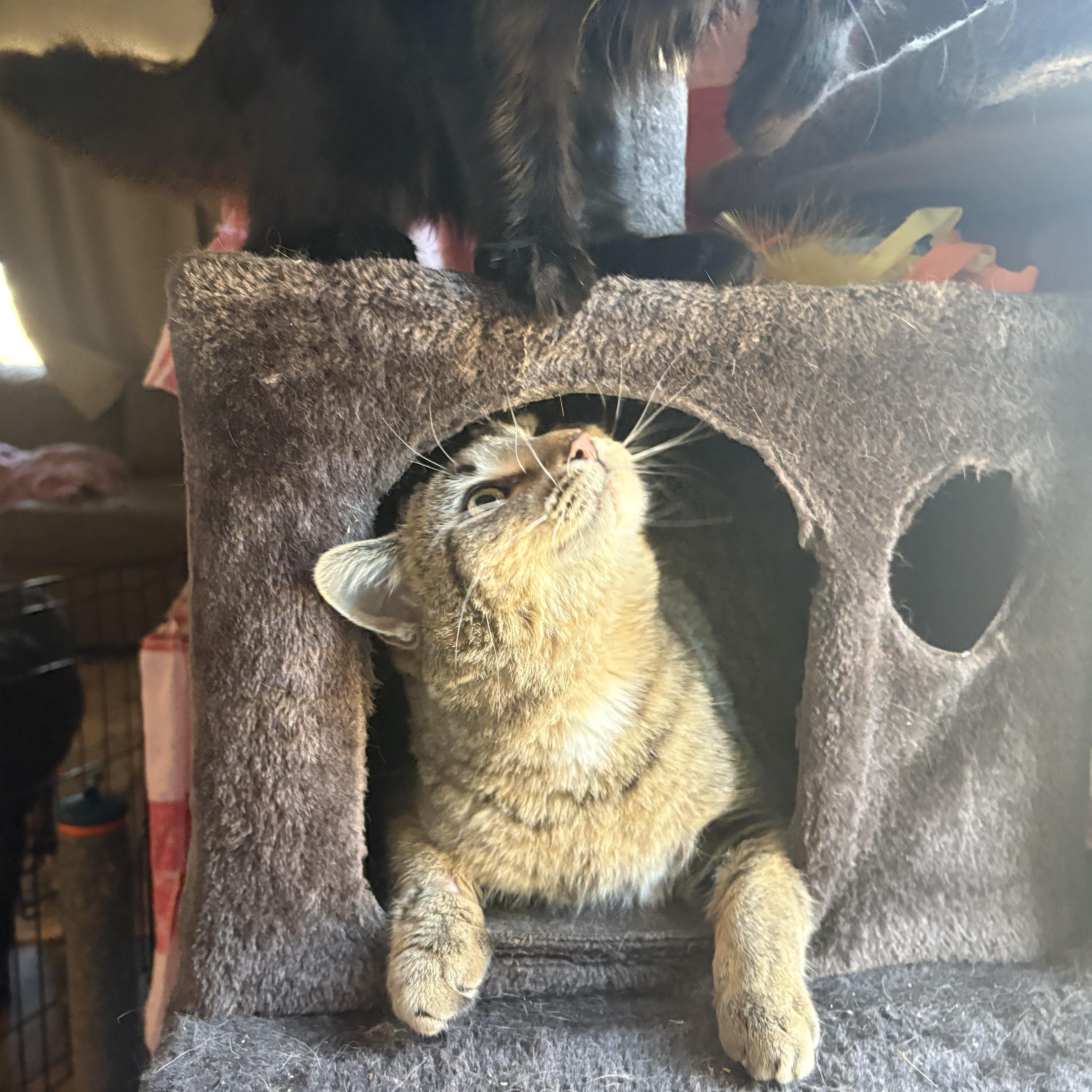 Enlarge Abercrombie (Abbie), a ADOPTABLE Domestic Medium Hair in Colcord, OK image 4/6