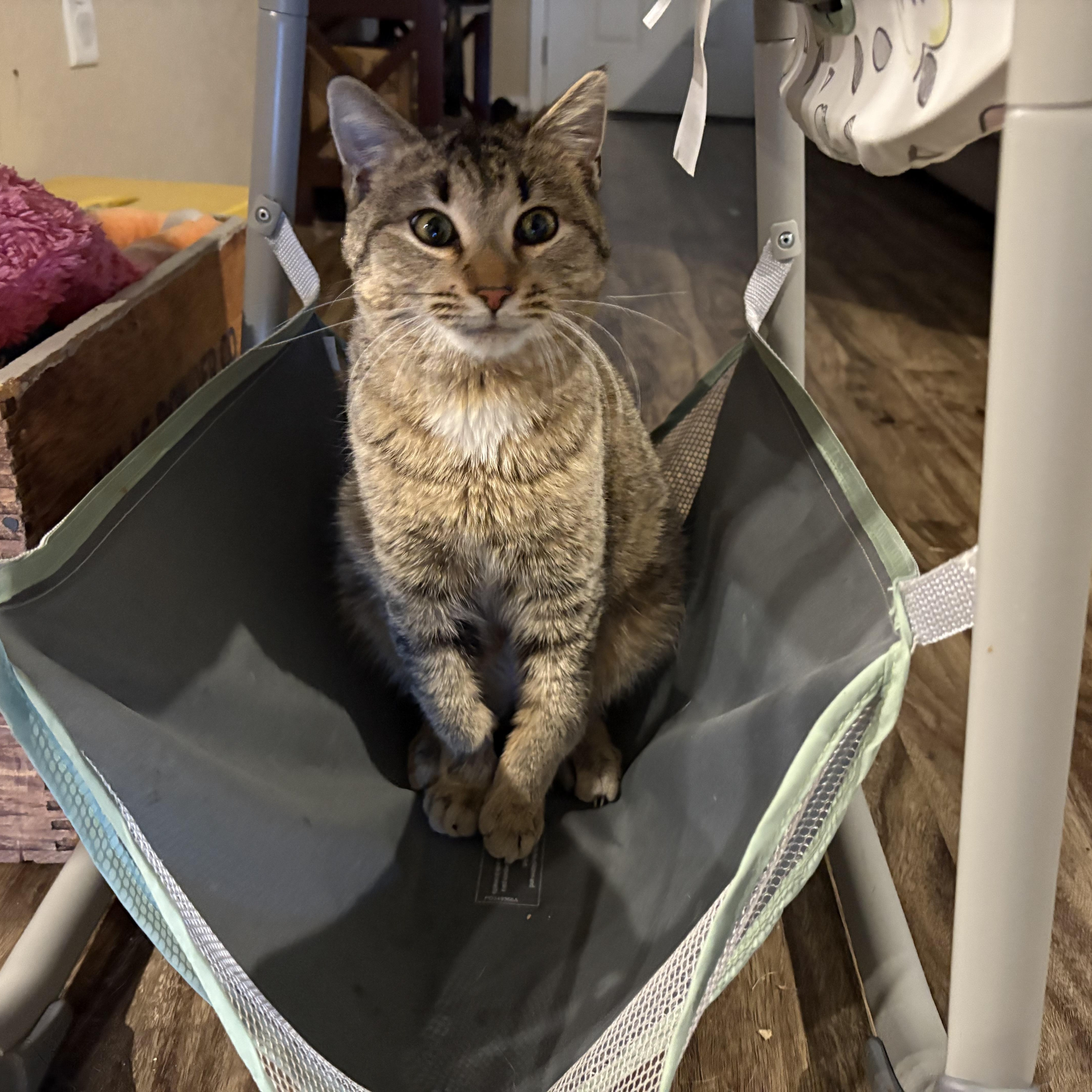 Enlarge Abercrombie (Abbie), a ADOPTABLE Domestic Medium Hair in Colcord, OK image 2/6