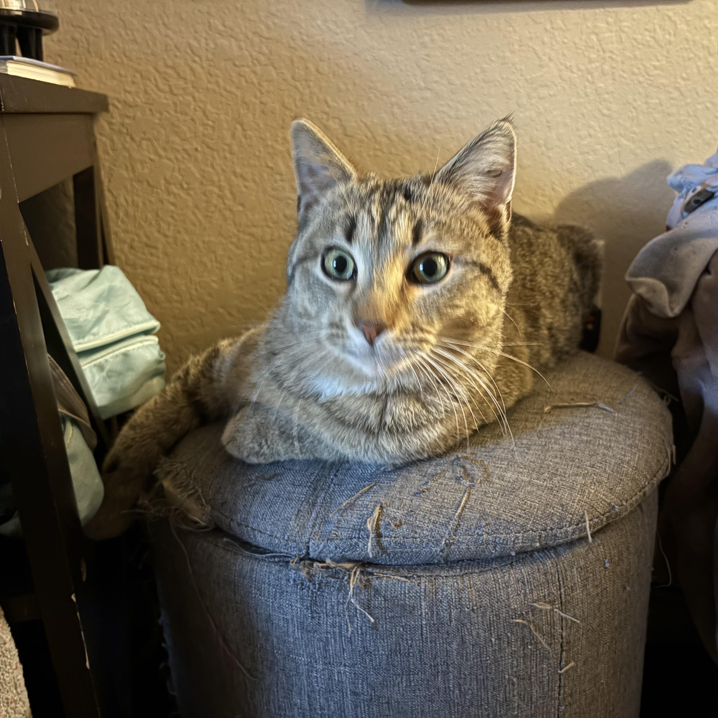 Enlarge Abercrombie (Abbie), a ADOPTABLE Domestic Medium Hair in Colcord, OK image 3/6