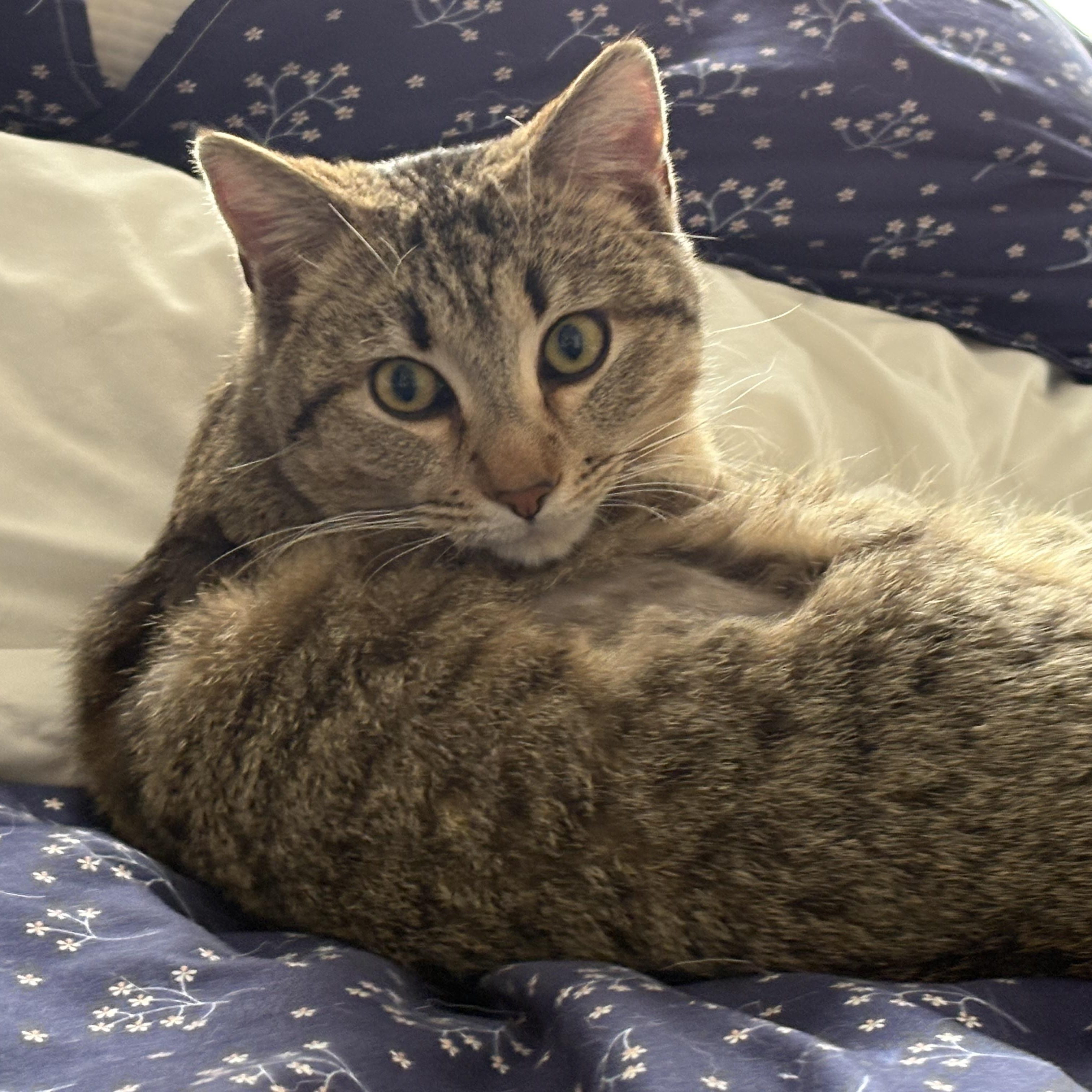 Enlarge Abercrombie (Abbie), a ADOPTABLE Domestic Medium Hair in Colcord, OK image 6/6