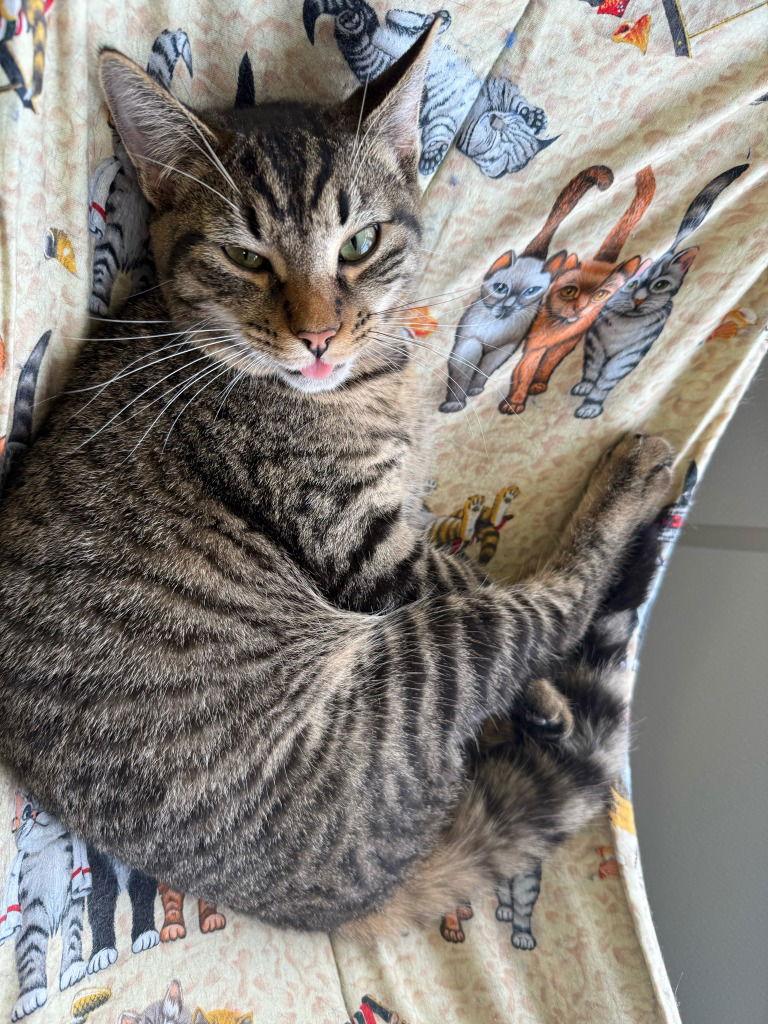 Shelby, a Adoptable Domestic Short Hair in Lovingston, VA image 1/3