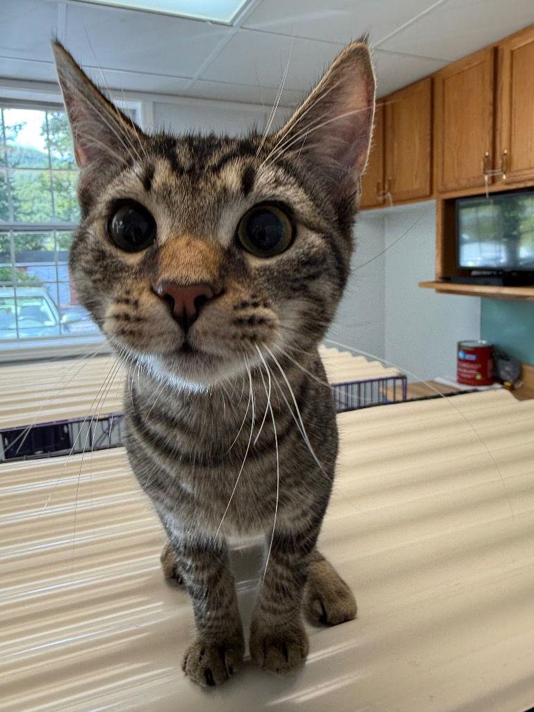 Shelby, a Adoptable Domestic Short Hair in Lovingston, VA image 2/3