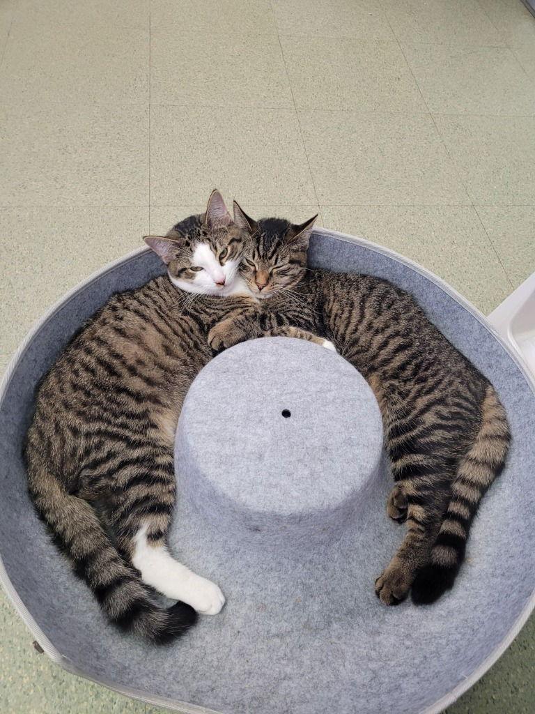 Shelby, a Adoptable Domestic Short Hair in Lovingston, VA image 3/3