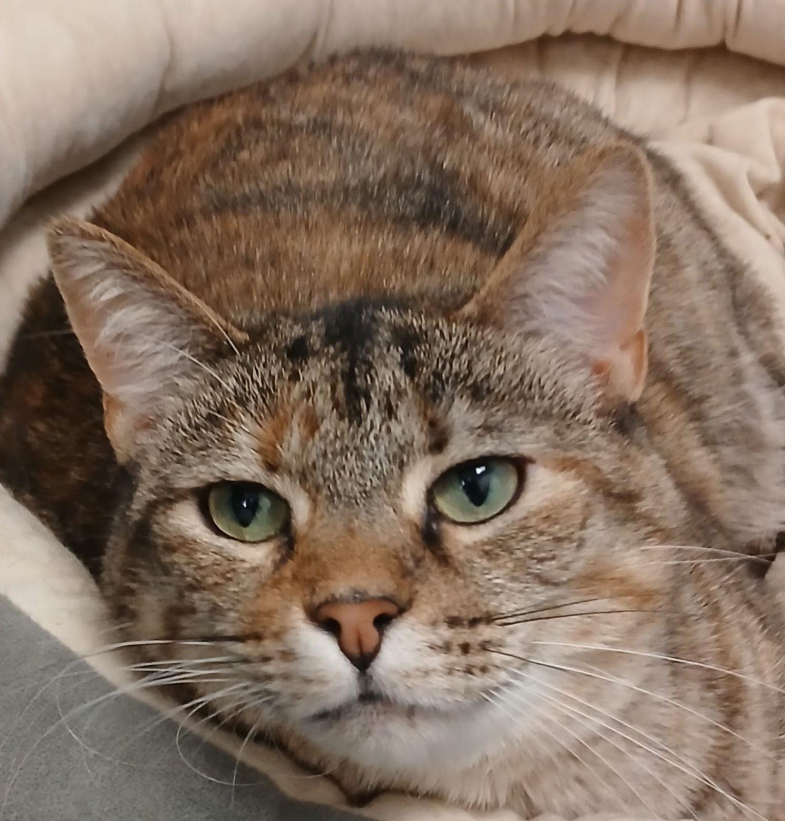 Pretty girl, Adoptable, Adult Female Domestic Short Hair.